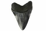 Fossil Megalodon Tooth - South Carolina #130843-2